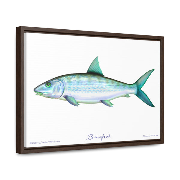 Framed Bonefish Canvas Fish Wall Art Print with Free Shipping