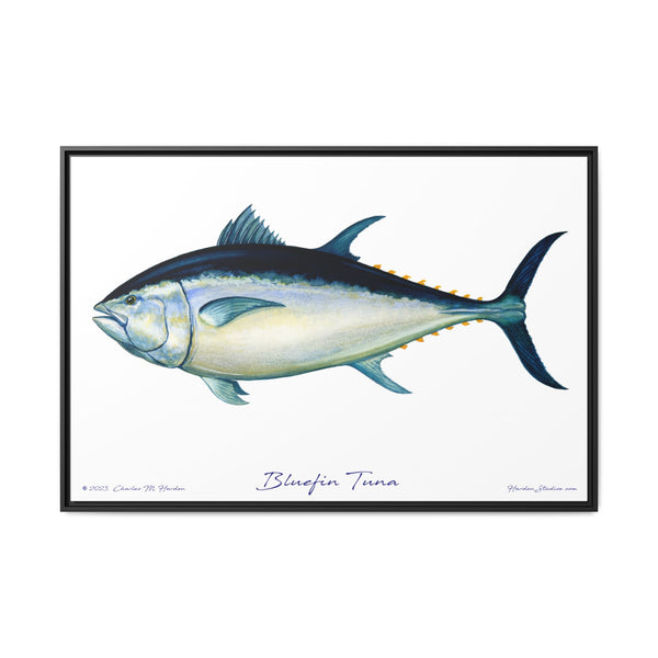 Bluefin Tuna Framed Canvas Fish Art Print