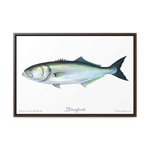 Framed Bluefish Canvas Fish Wall Art Print by Charles Harden - Free Shipping