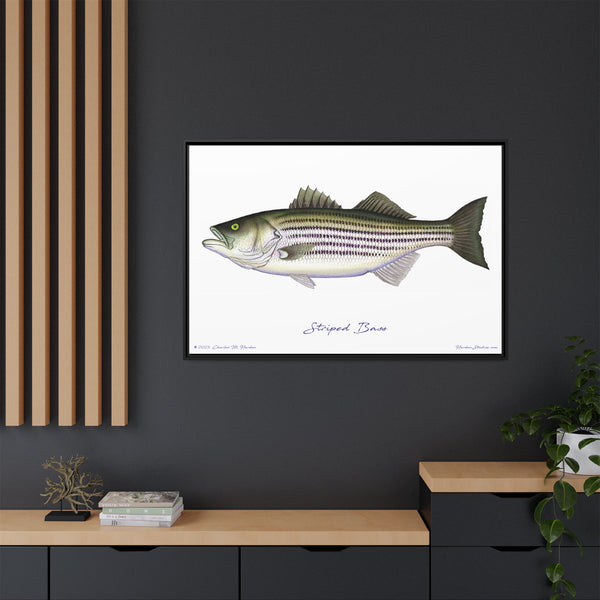 Striped Bass Framed Canvas Fish Art Print