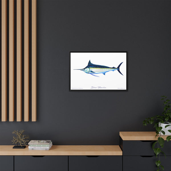 Framed Blue Marlin Canvas Fish Wall Art Print by Charles Harden