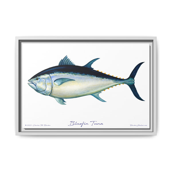 Bluefin Tuna Framed Canvas Fish Art Print