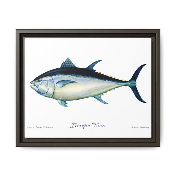 Bluefin Tuna Framed Canvas Fish Art Print