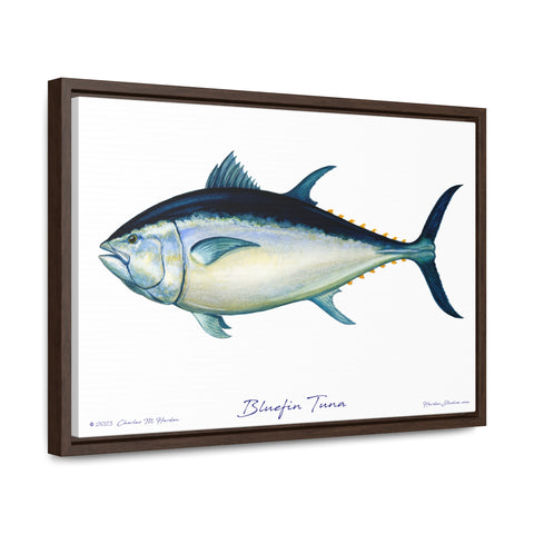 Bluefin Tuna Framed Canvas Wall Art - Free Ship