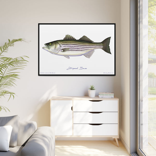 Striped Bass Framed Canvas Fish Art Print