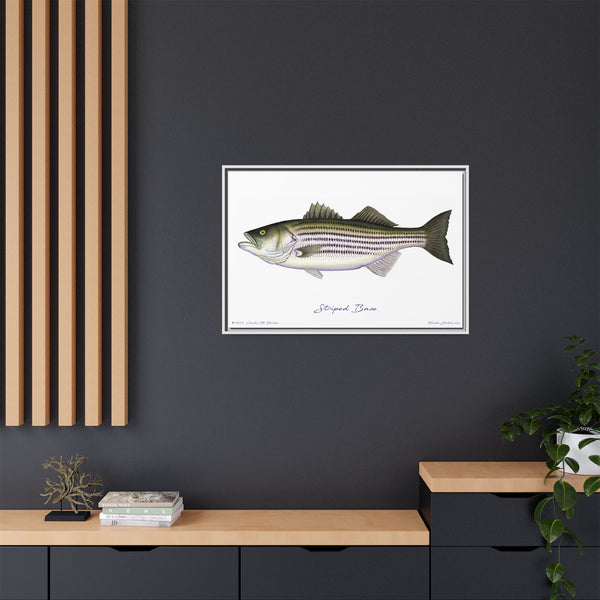 Striped Bass Framed Canvas Fish Art Print