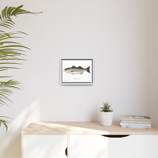 Striped Bass Framed Canvas Fish Art Print