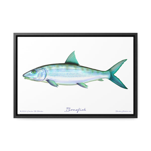 Framed Bonefish Canvas Fish Wall Art Print with Free Shipping