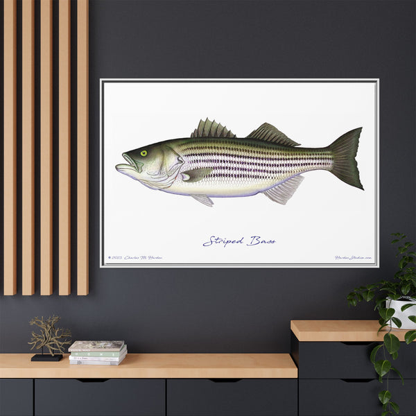 Striped Bass Framed Canvas Fish Art Print