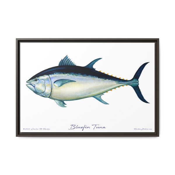 Bluefin Tuna Framed Canvas Fish Art Print