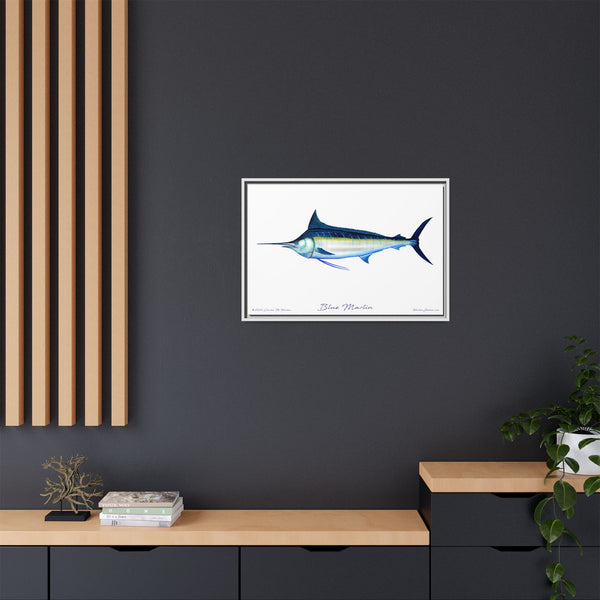 Framed Blue Marlin Canvas Fish Wall Art Print by Charles Harden