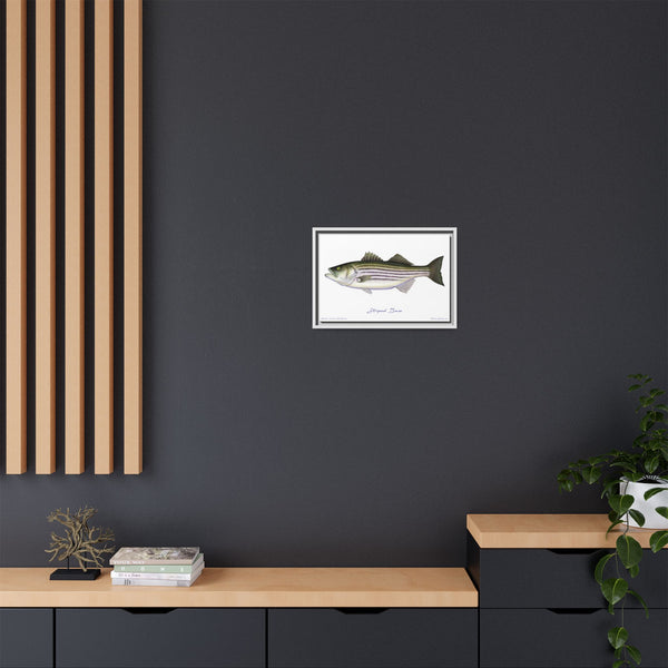 Striped Bass Framed Canvas Fish Art Print