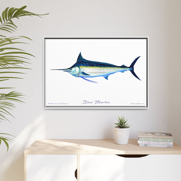 Framed Blue Marlin Canvas Fish Wall Art Print by Charles Harden