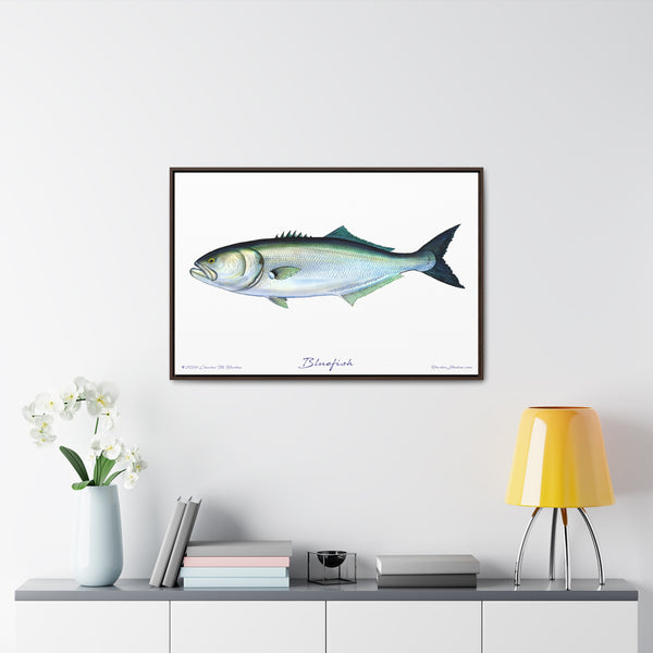 Framed Bluefish Canvas Fish Wall Art Print by Charles Harden - Free Shipping