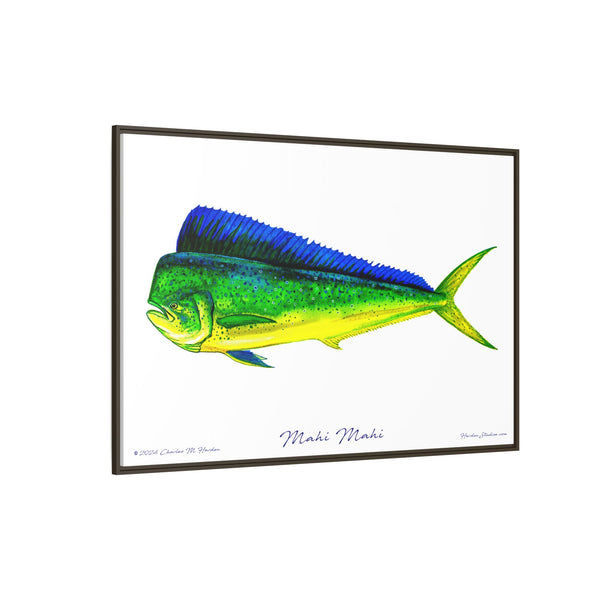 Mahi Mahi Framed Canvas Fish Art Print