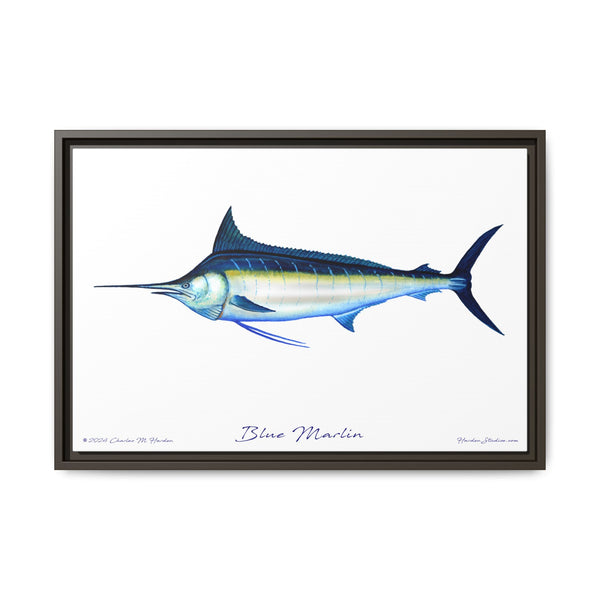 Framed Blue Marlin Canvas Fish Wall Art Print by Charles Harden