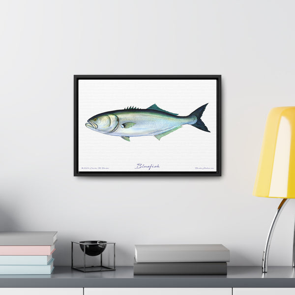 Framed Bluefish Canvas Fish Wall Art Print by Charles Harden - Free Shipping