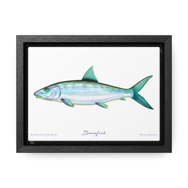 Framed Bonefish Canvas Fish Wall Art Print with Free Shipping