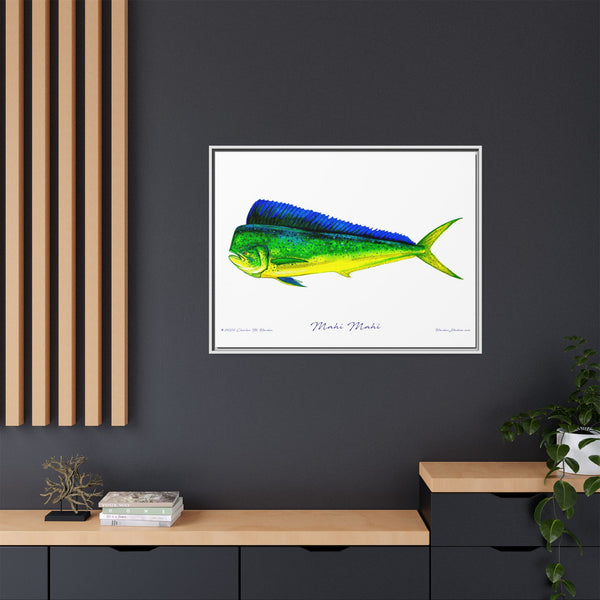 Mahi Mahi Framed Canvas Fish Art Print