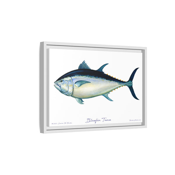 Bluefin Tuna Framed Canvas Fish Art Print