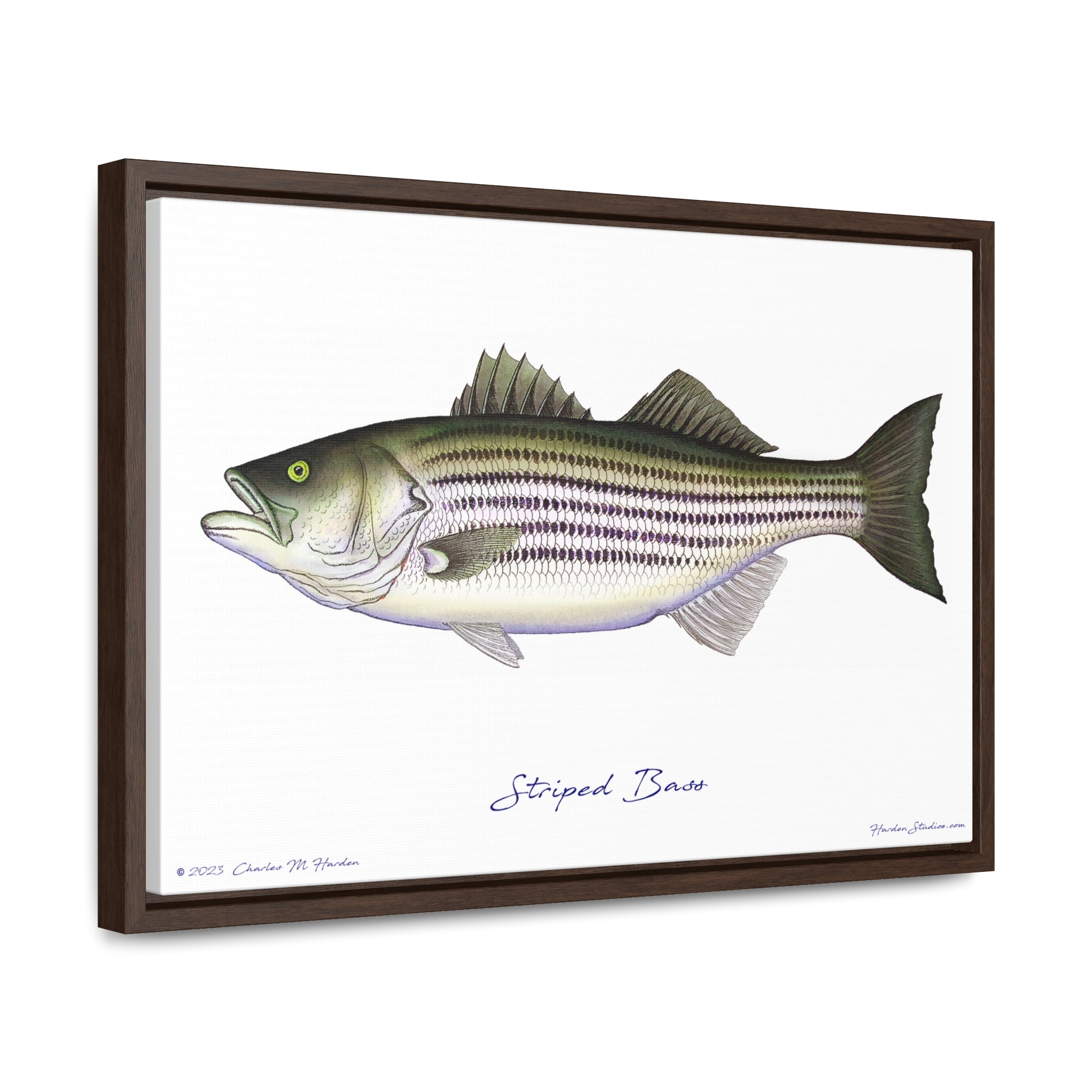 Striped Bass Fish Art