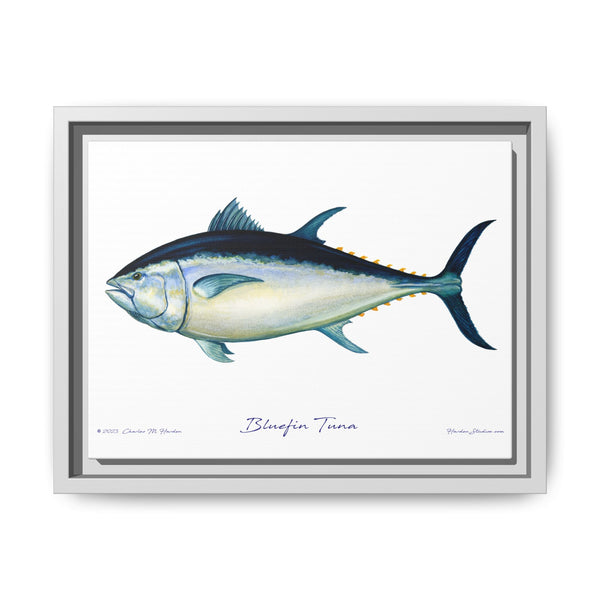 Bluefin Tuna Framed Canvas Fish Art Print