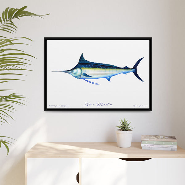 Framed Blue Marlin Canvas Fish Wall Art Print by Charles Harden