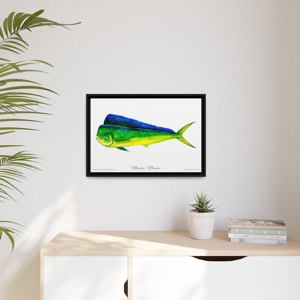 Mahi Mahi Framed Canvas Fish Art Print