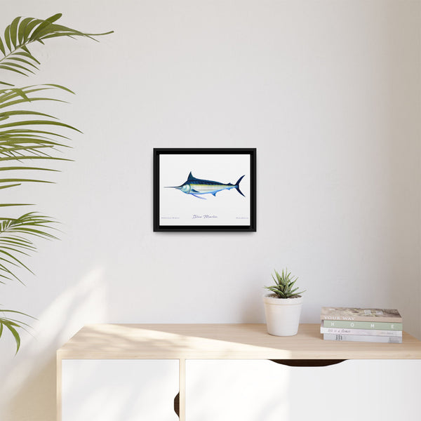 Framed Blue Marlin Canvas Fish Wall Art Print by Charles Harden