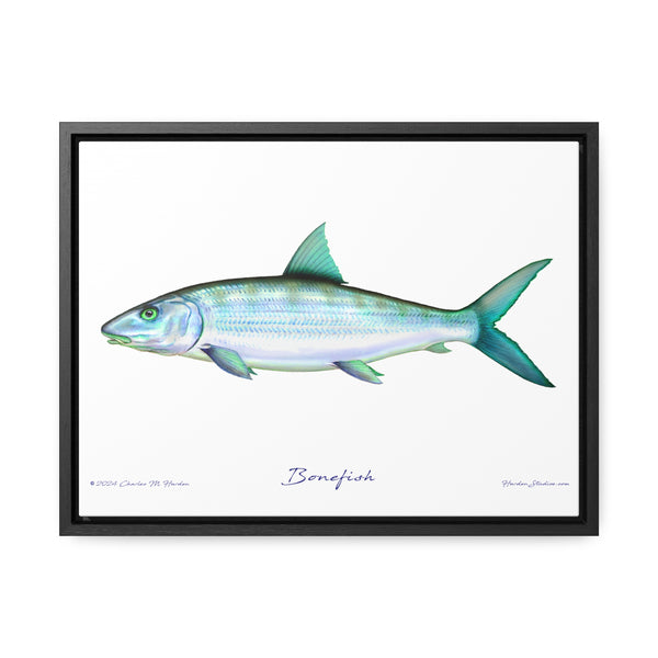 Framed Bonefish Canvas Fish Wall Art Print with Free Shipping