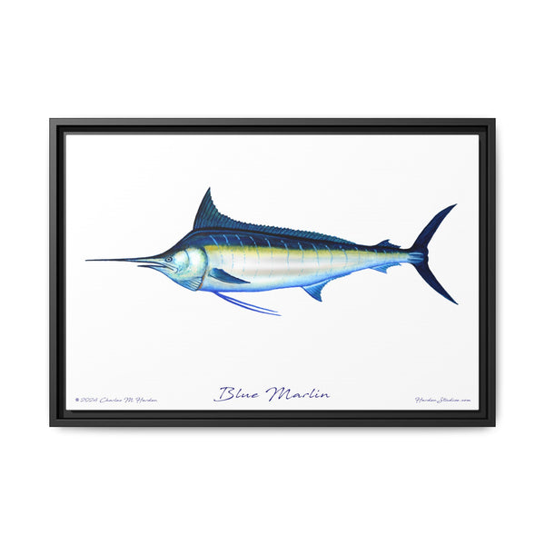 Framed Blue Marlin Canvas Fish Wall Art Print by Charles Harden