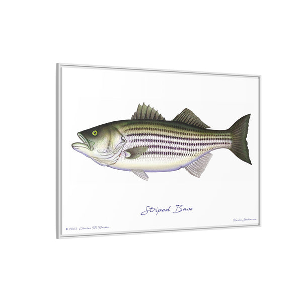 Striped Bass Framed Canvas Fish Art Print