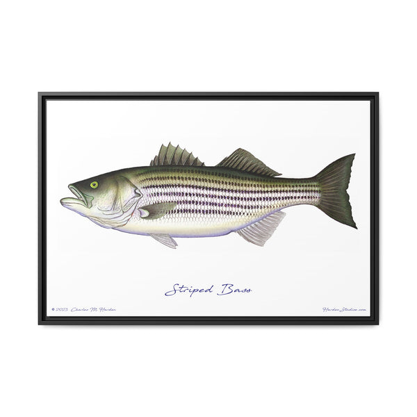 Striped Bass Framed Canvas Fish Art Print