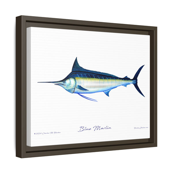 Framed Blue Marlin Canvas Fish Wall Art Print by Charles Harden