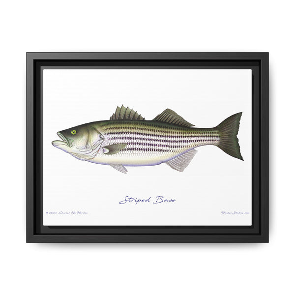 Striped Bass Framed Canvas Fish Art Print