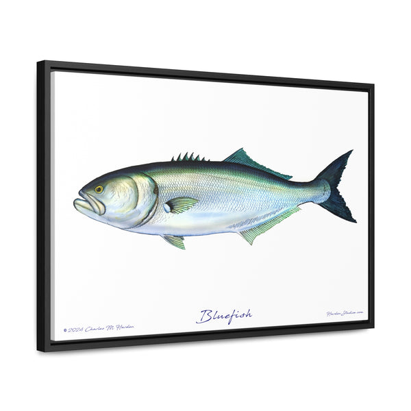 Framed Bluefish Canvas Fish Wall Art Print by Charles Harden - Free Shipping