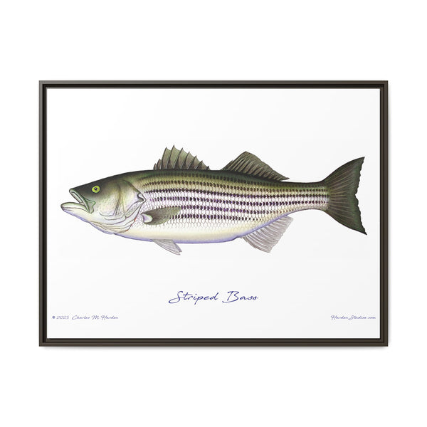 Striped Bass Framed Canvas Fish Art Print