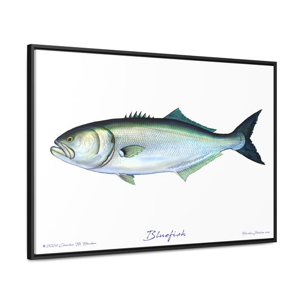 Framed Bluefish Canvas Fish Wall Art Print by Charles Harden - Free Shipping