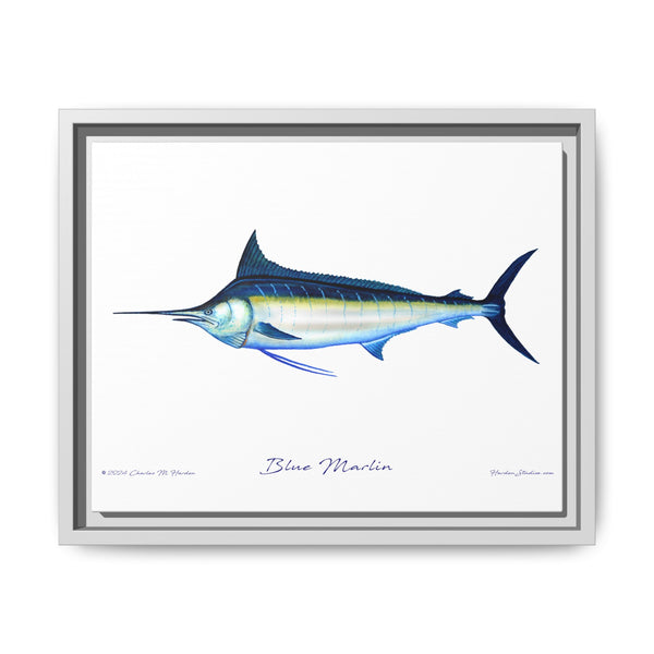 Framed Blue Marlin Canvas Fish Wall Art Print by Charles Harden