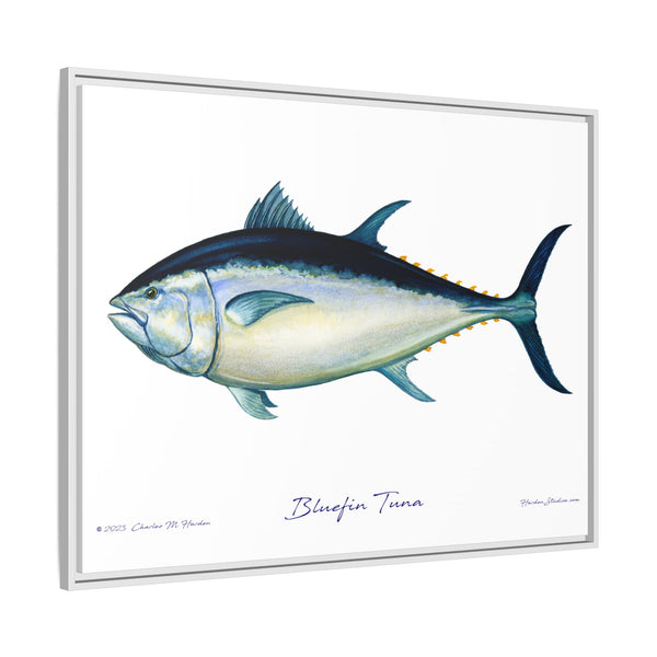 Bluefin Tuna Framed Canvas Fish Art Print