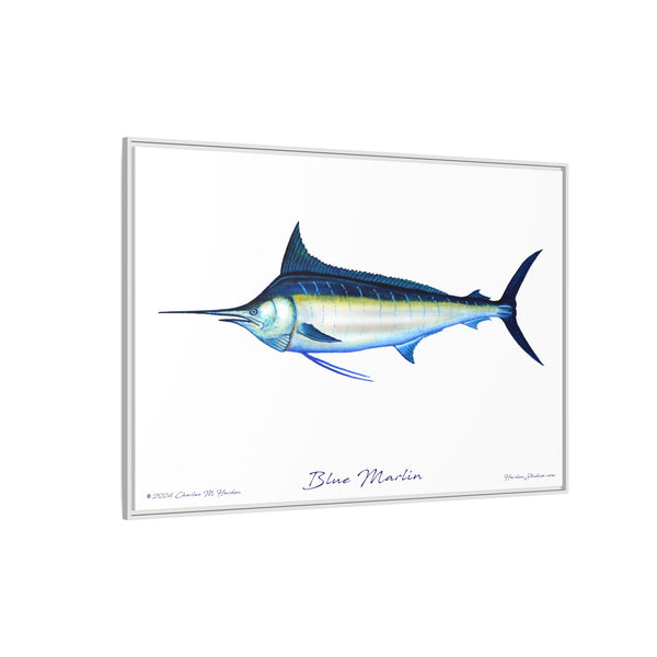 Framed Blue Marlin Canvas Fish Wall Art Print by Charles Harden