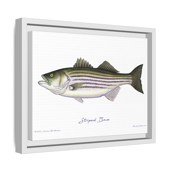 Striped Bass Framed Canvas Fish Art Print