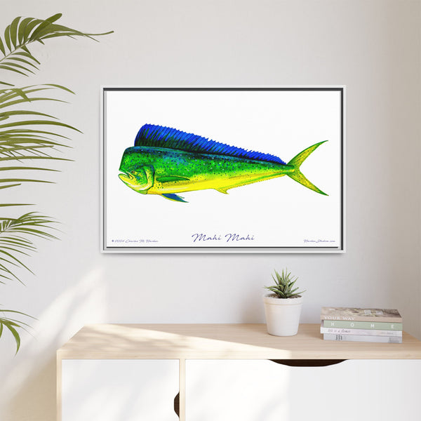 Mahi Mahi Framed Canvas Fish Art Print