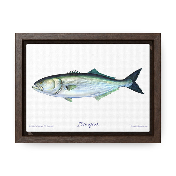 Framed Bluefish Canvas Fish Wall Art Print by Charles Harden - Free Shipping