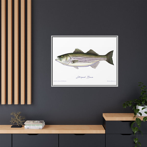 Striped Bass Framed Canvas Fish Art Print