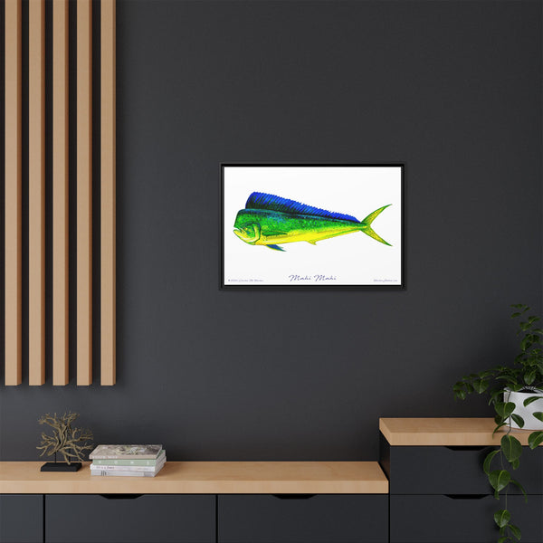 Mahi Mahi Framed Canvas Fish Art Print