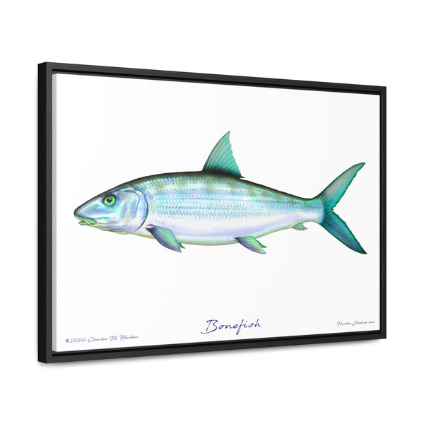 Framed Bonefish Canvas Fish Wall Art Print with Free Shipping