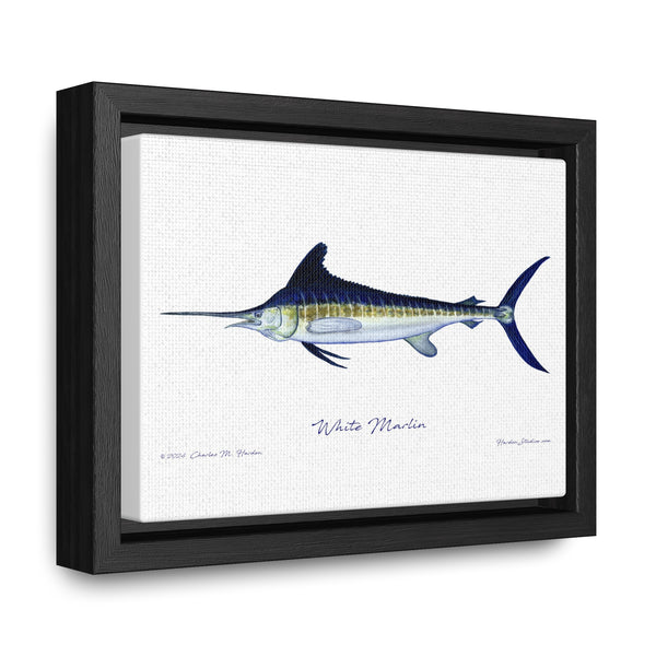 White Marlin Fish Art Print