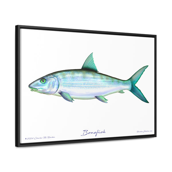 Framed Bonefish Canvas Fish Wall Art Print with Free Shipping