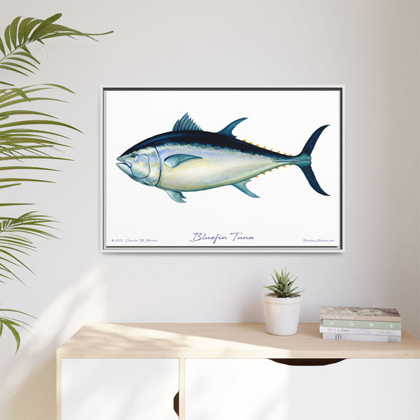 Bluefin Tuna Framed Canvas Fish Art Print